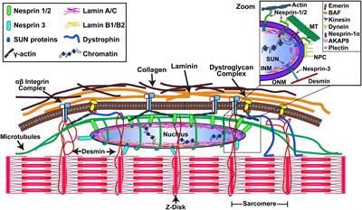 LINCing Nuclear Mechanobiology With Skeletal Muscle Mass and Function